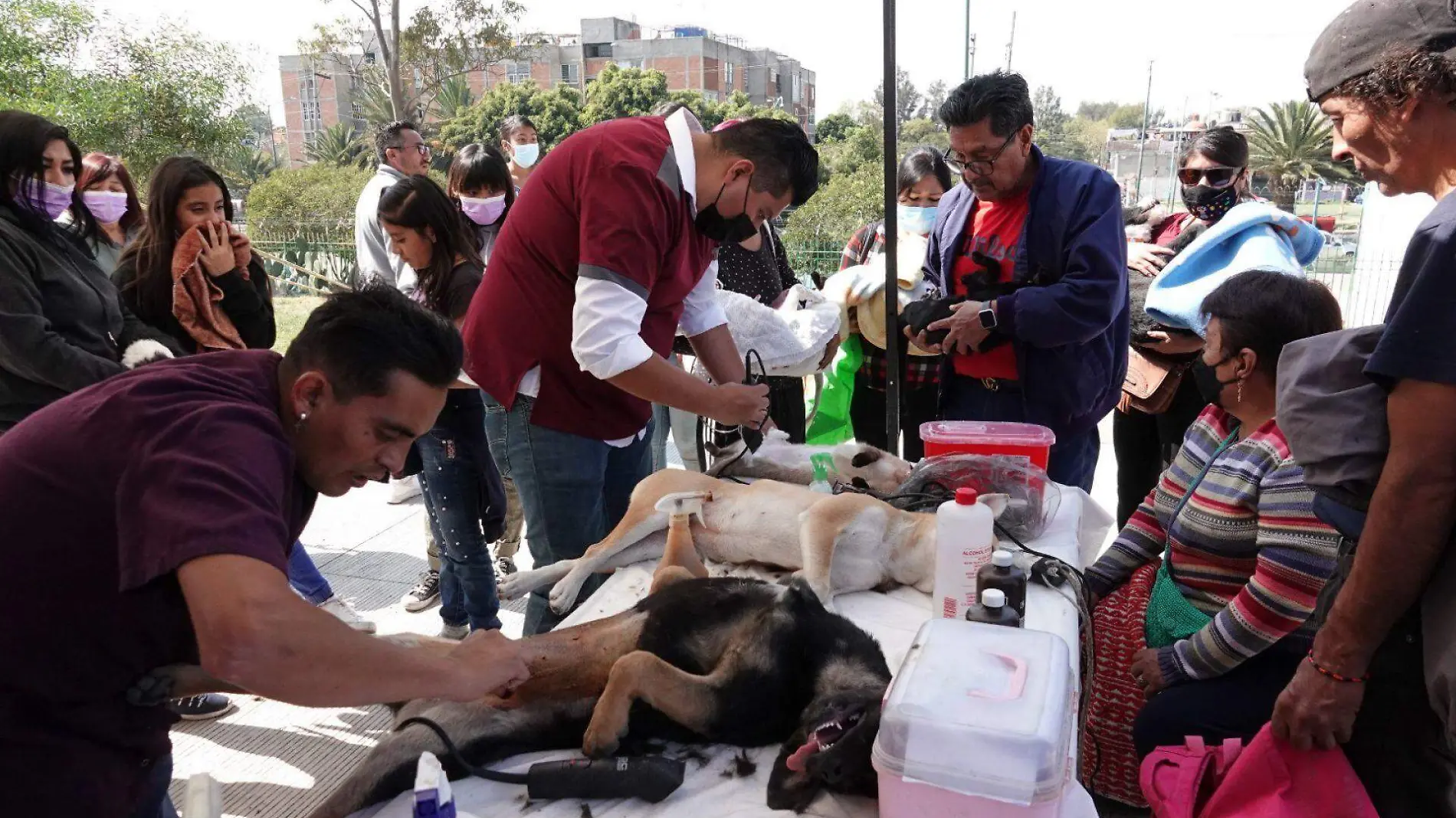 909545_Jornada de Bienestar Animal -8_web